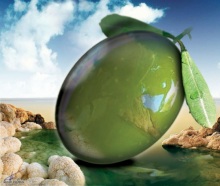 Гигантский оливк