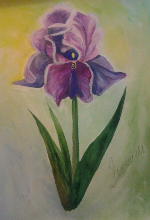 Ирис