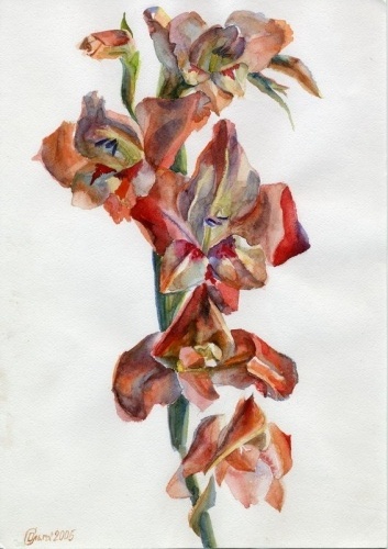 Бледный гладиолус