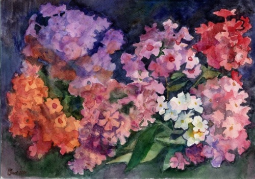 Разноцветные флоксы