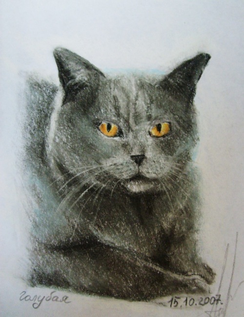 Русская голубая