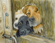 Любопытные мордашки